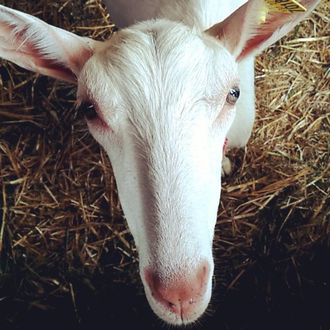 Bonjour petite chèvre !