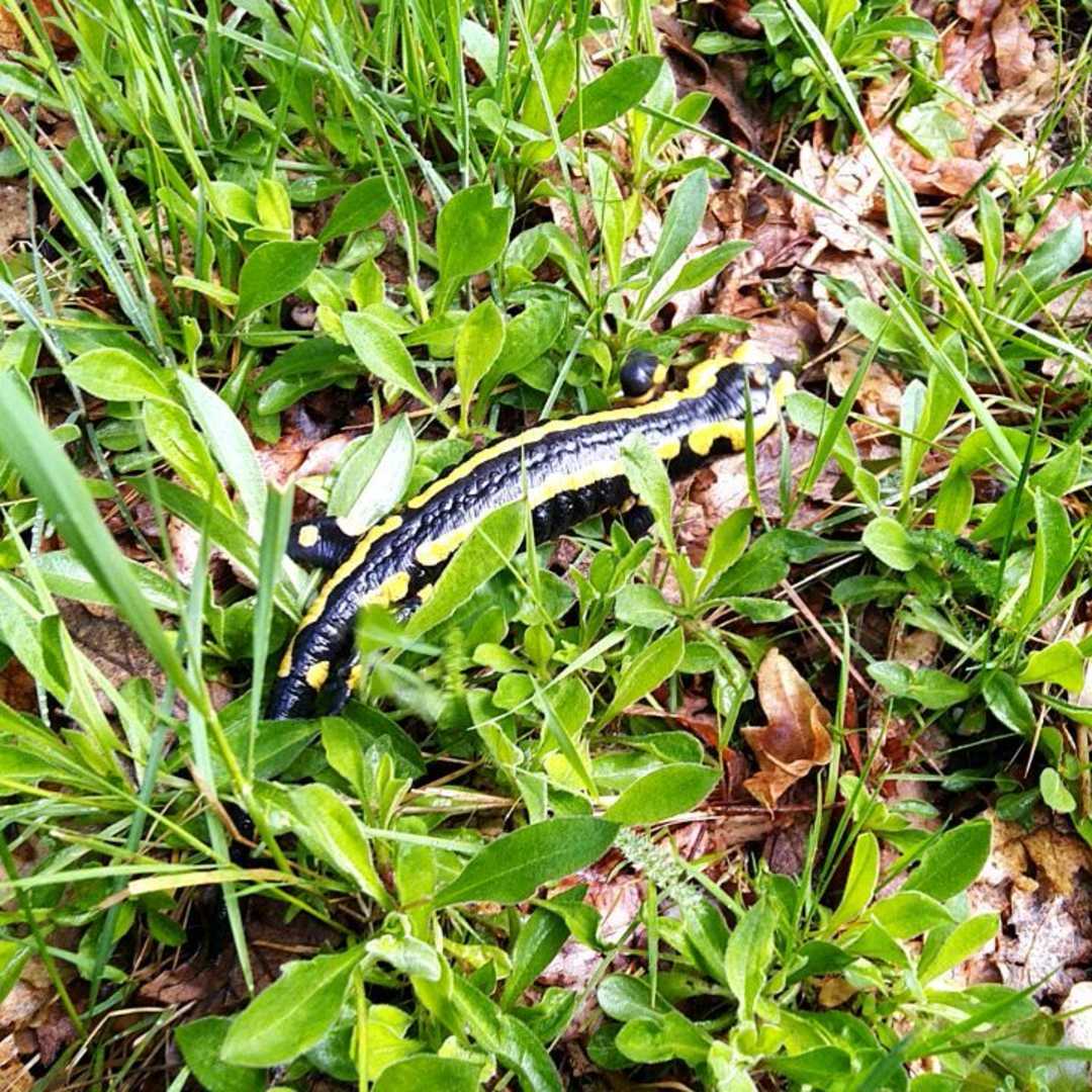 La salamandre du Vivarais