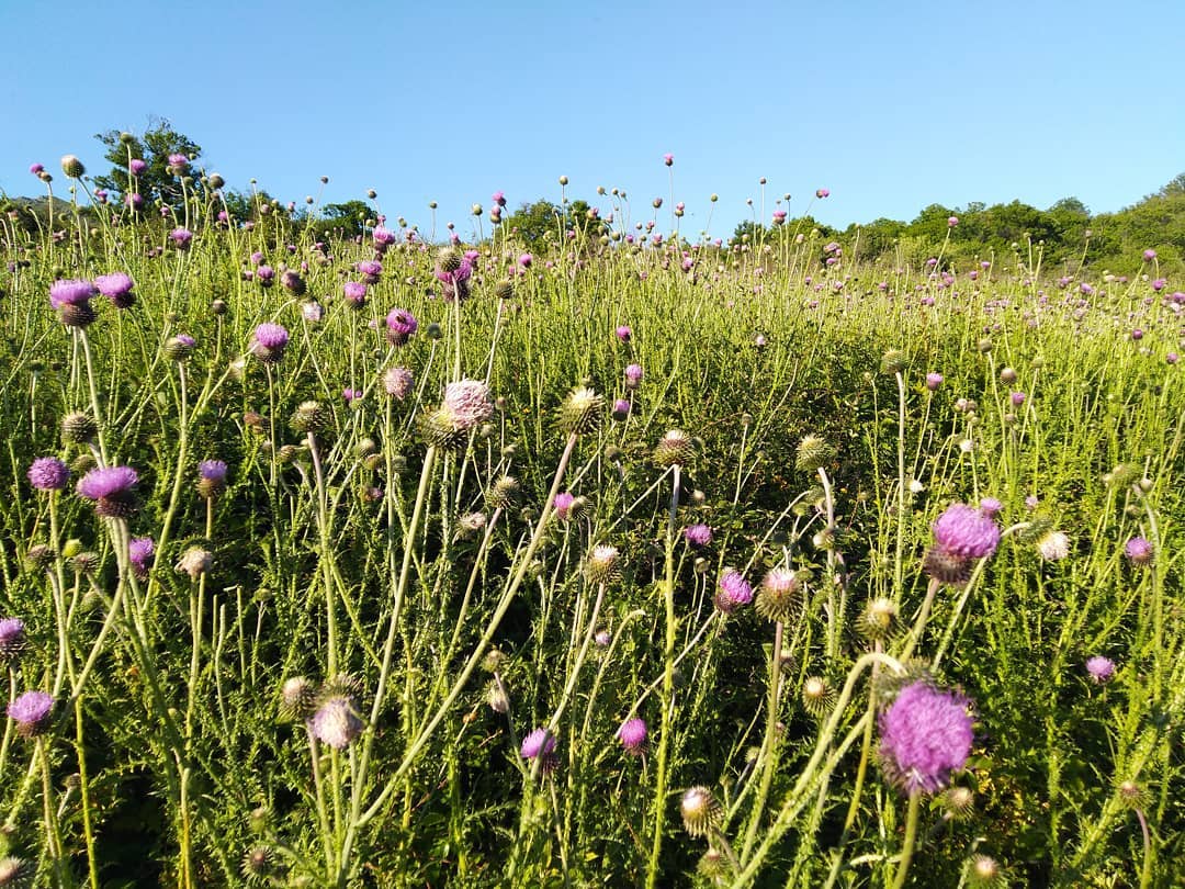 Le pré de cirses des champs