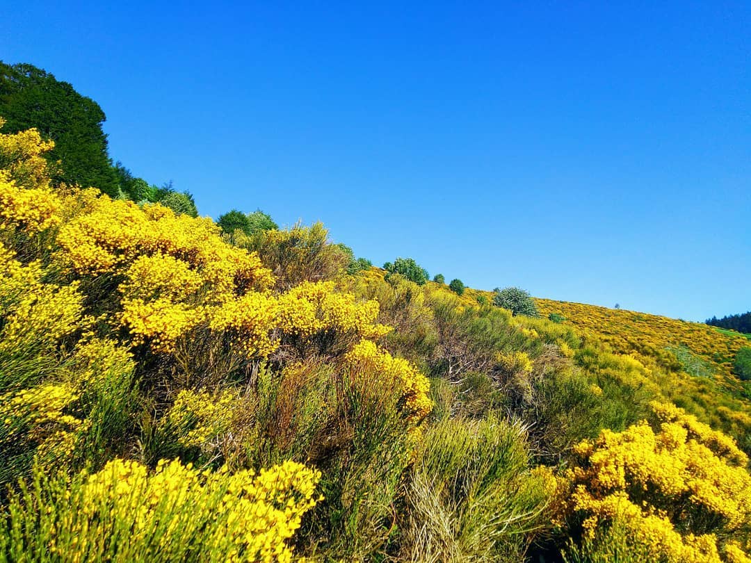 Vague de genêts sur la Loire