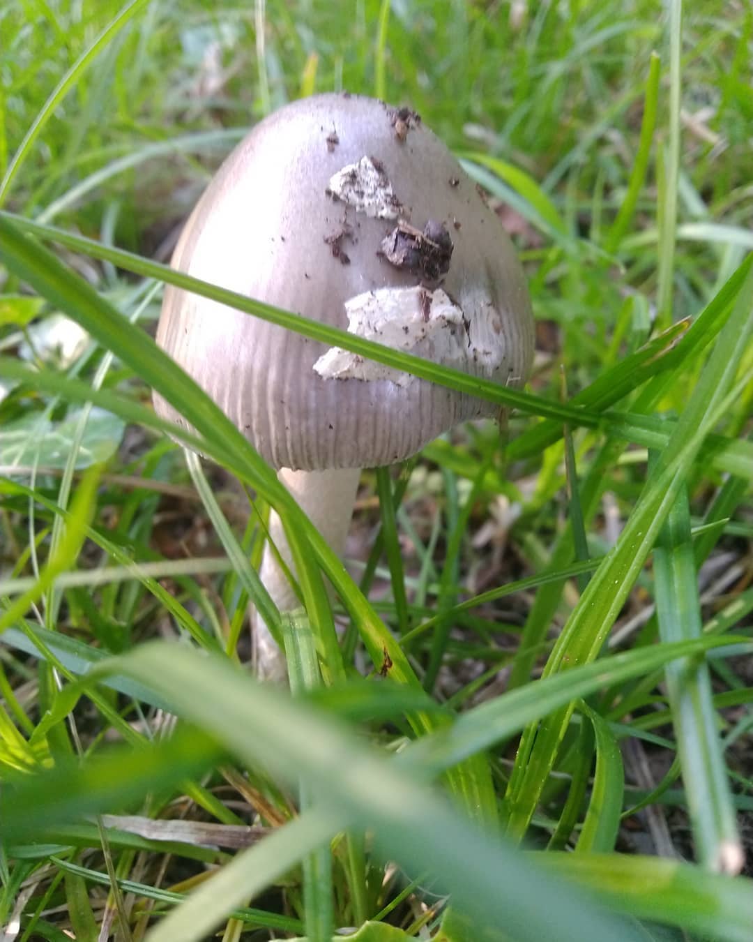 Fine poussée terrestre de printemps