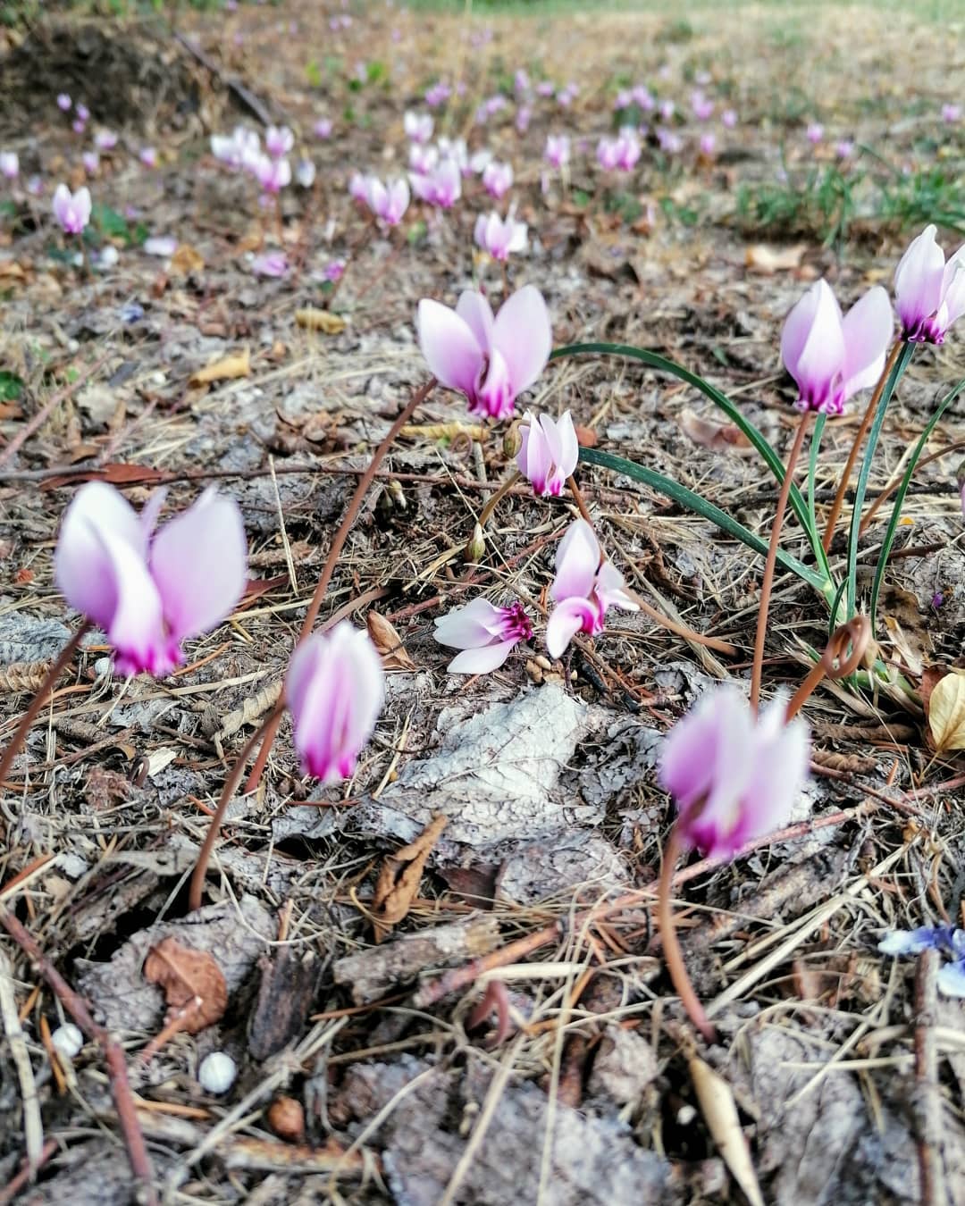 Regain et cyclamens de la Deûme