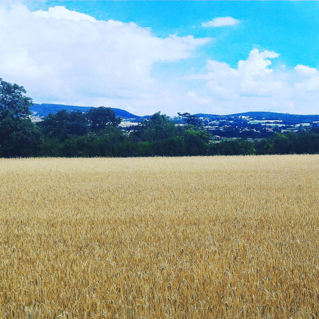 Du blé à Annonay, chemin de Mircouly