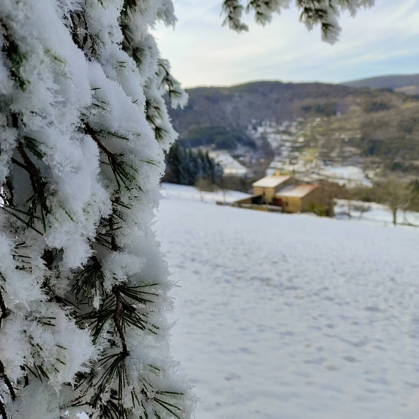 Neige sur une branche de pin au premier plan une légère enneigée, une ferme et au loin l'autre versant en terrasse de plus en plus verdoyante au soleil