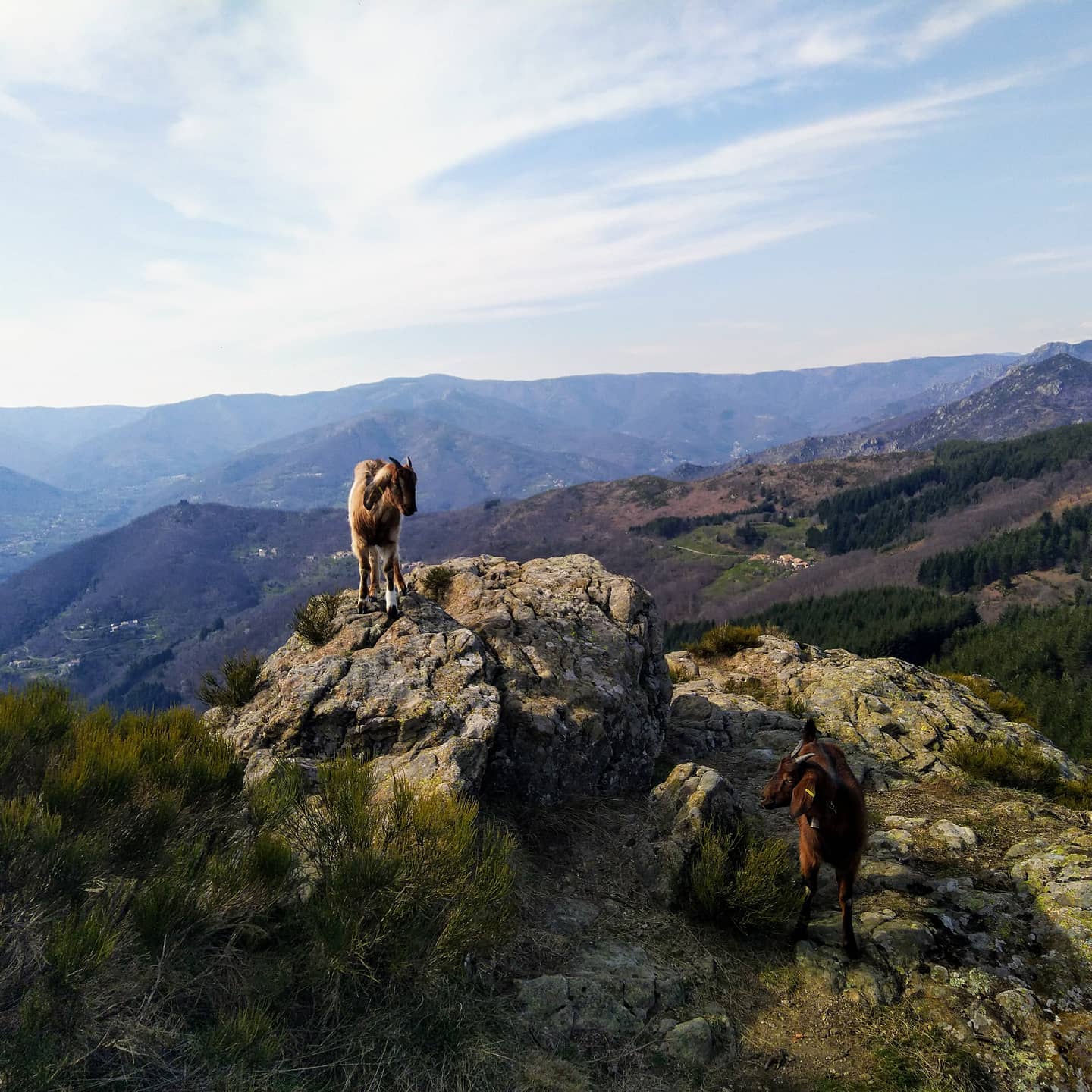 Les chèvres de Sainte-Marguerite