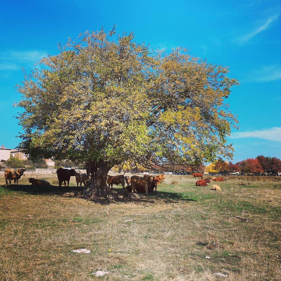 Oh les vaches… Ombre ou soleil en Haut-Vivarais ?