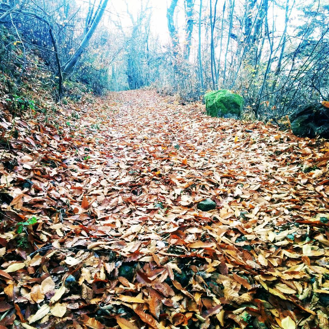 Feuilles de châtaigniers