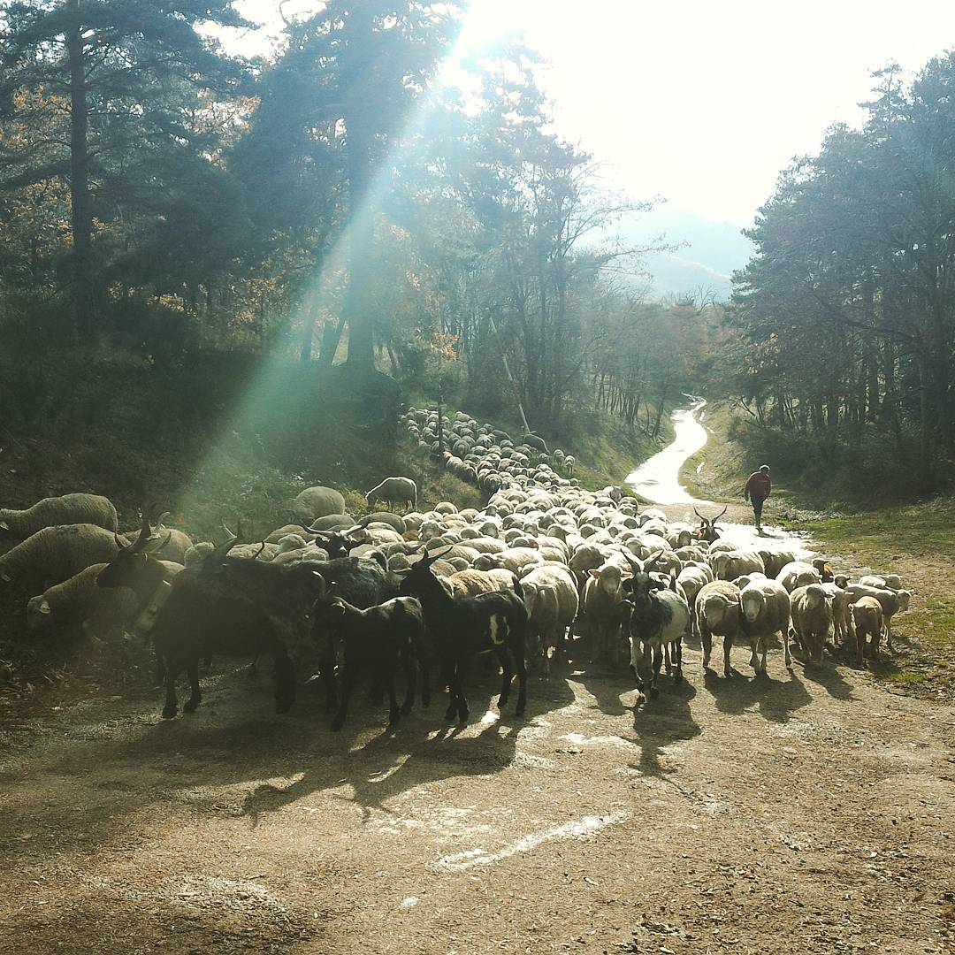 Les moutons du Montmiandon