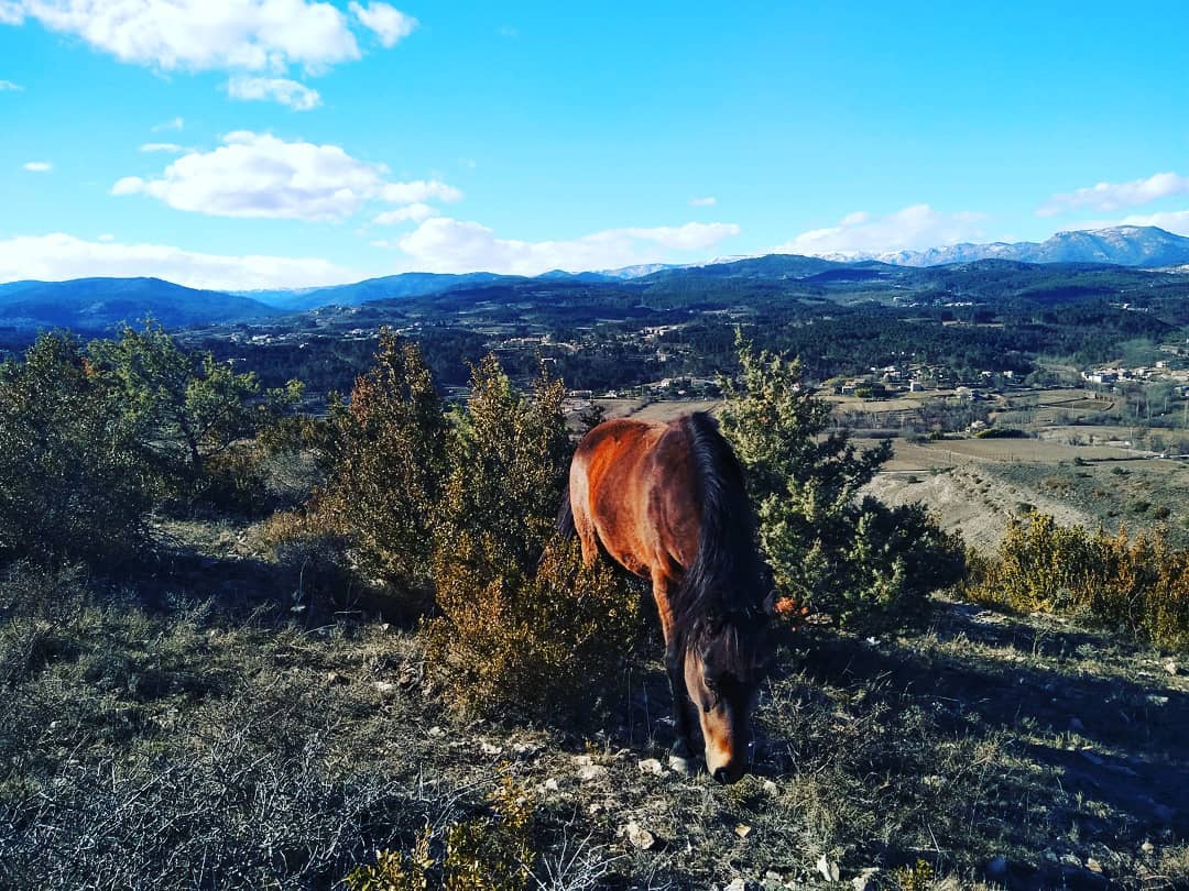 Pâturer sur le plateau du Gras