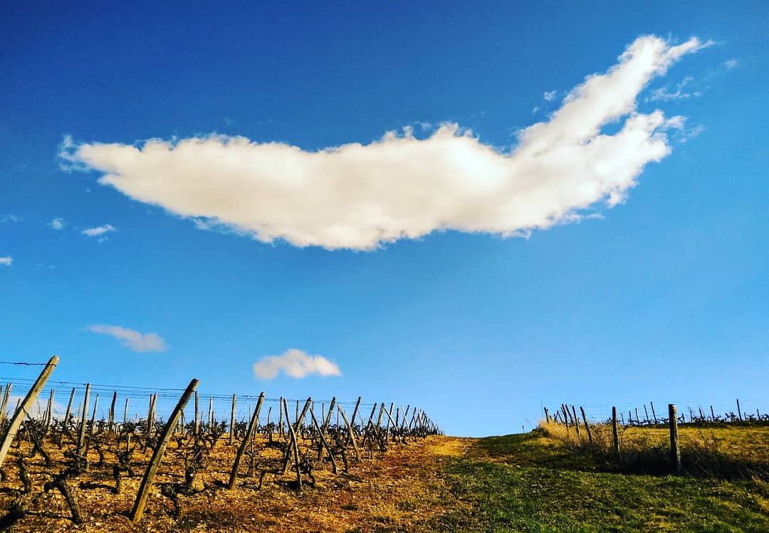 Grand nuage blanc dans un ciel bleu au dessus d'un champ de vignes parfaitement dressé en hiver