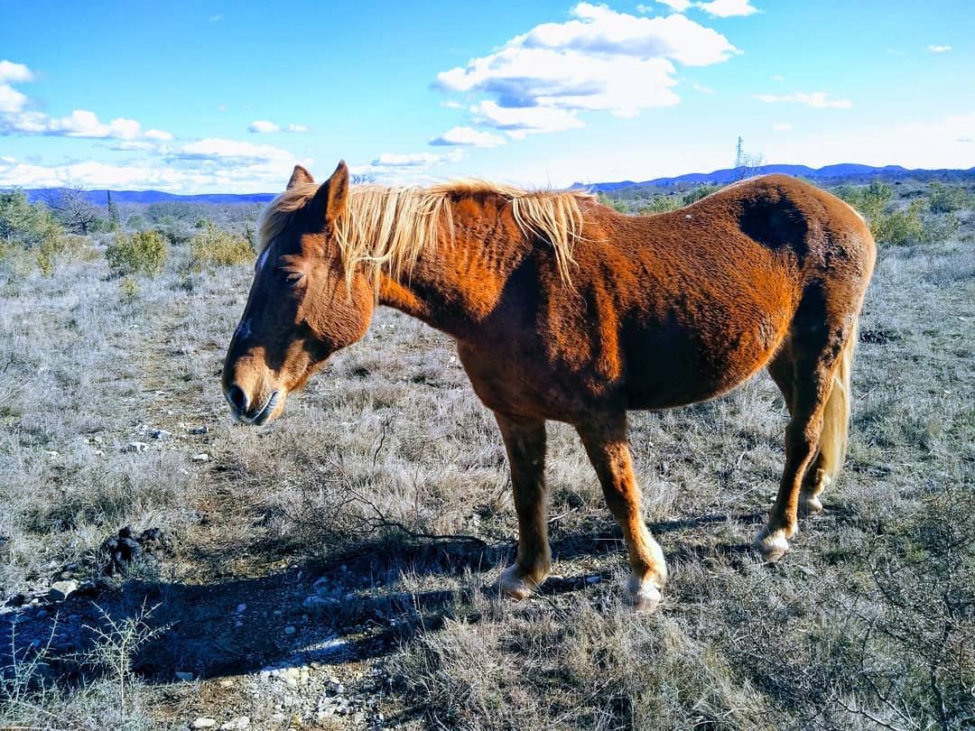 Pensées nuageuses du cheval