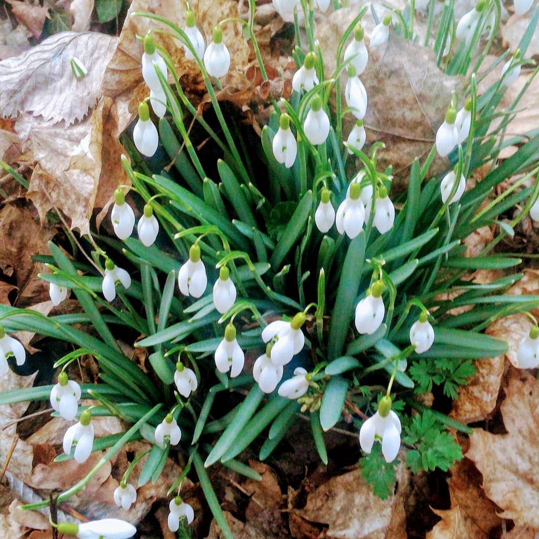 Perce-neige de printemps