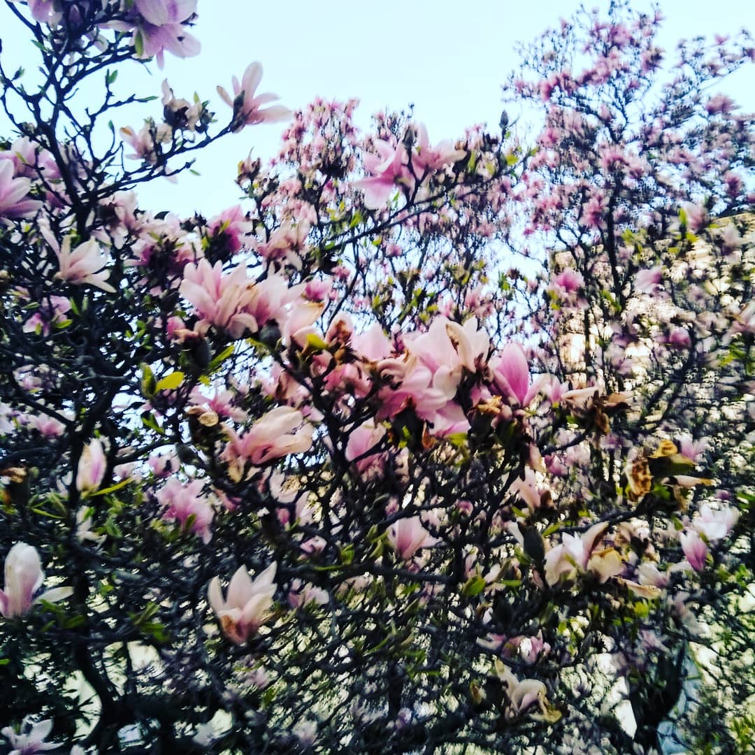 Magnolia aux Cordeliers