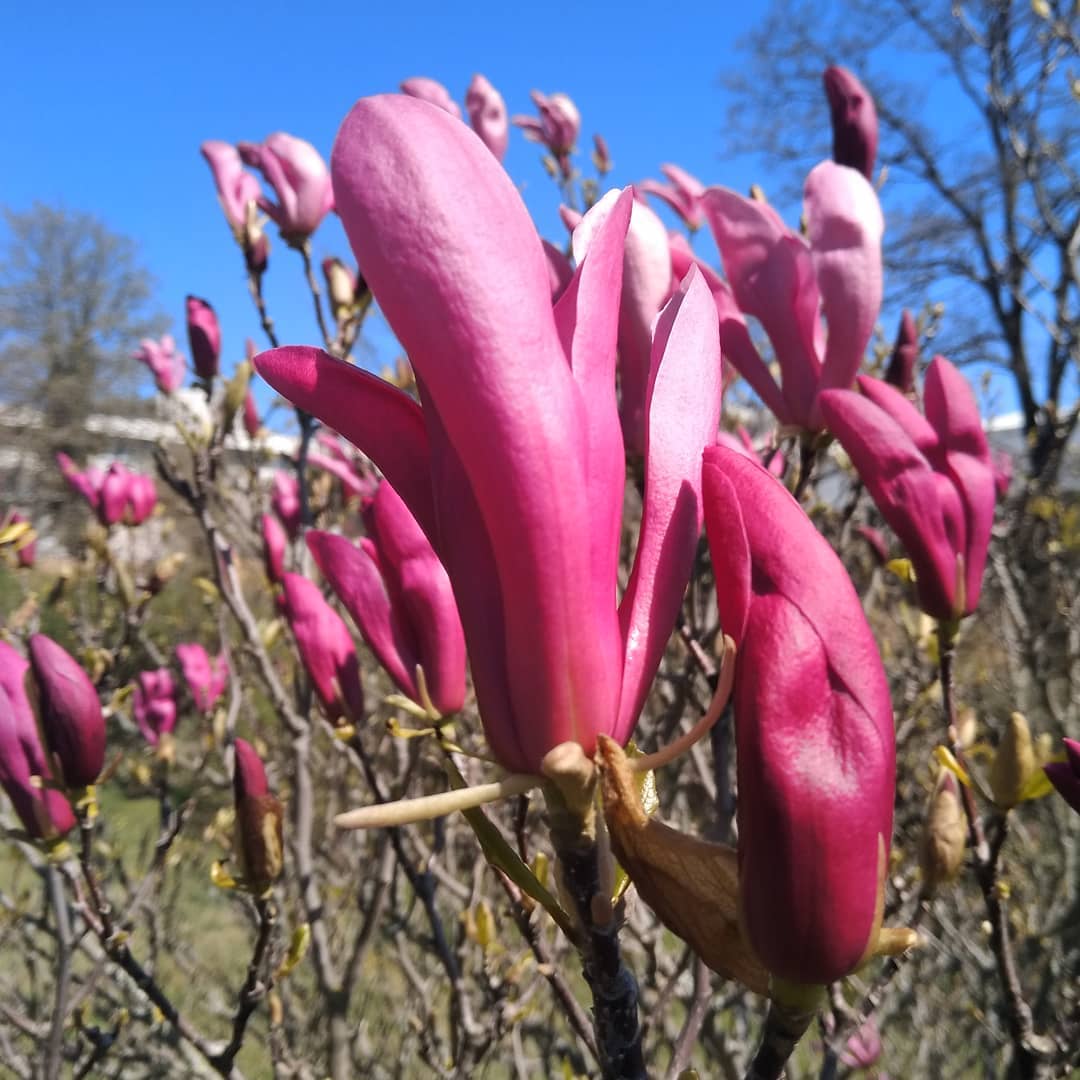 Magnolia du parc Saint-Exupéry