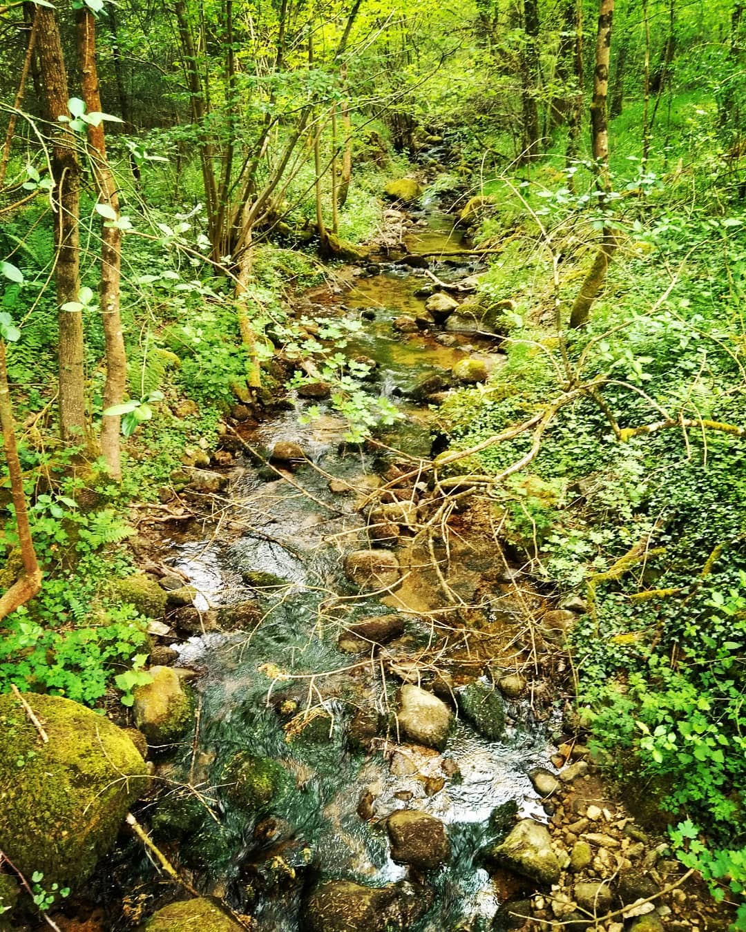 Le Furon court dans la forêt du Val d&rsquo;Ay