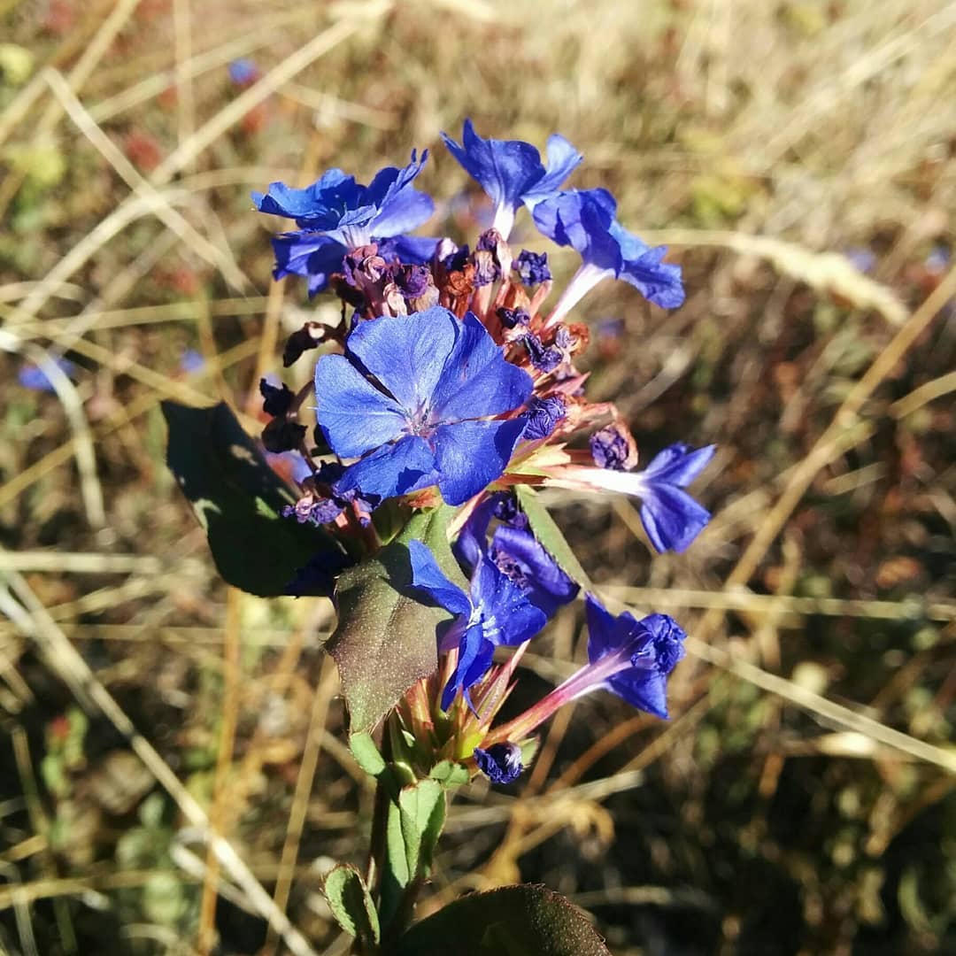 Une dentelaire de Chine en Vivarais