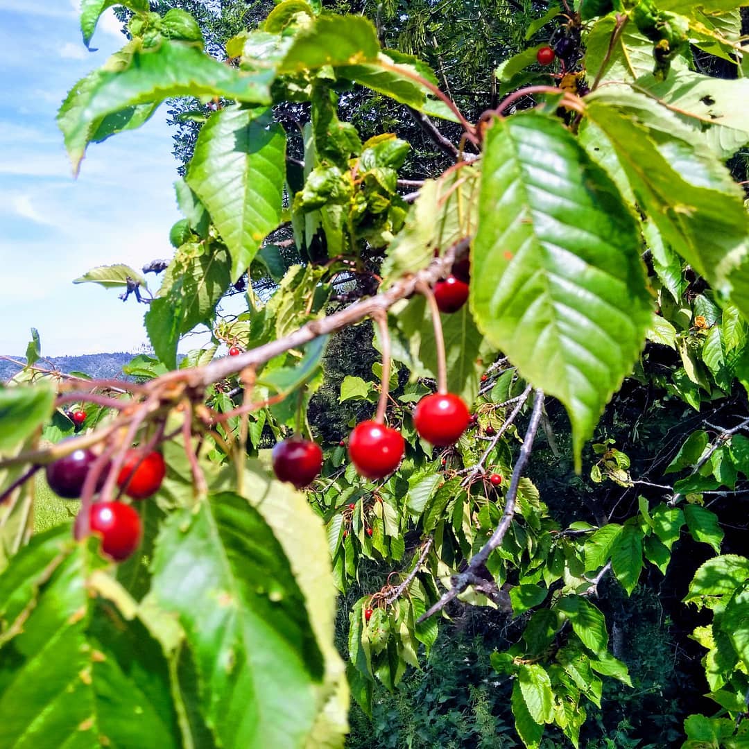 Acide, rouge et sucrée ?