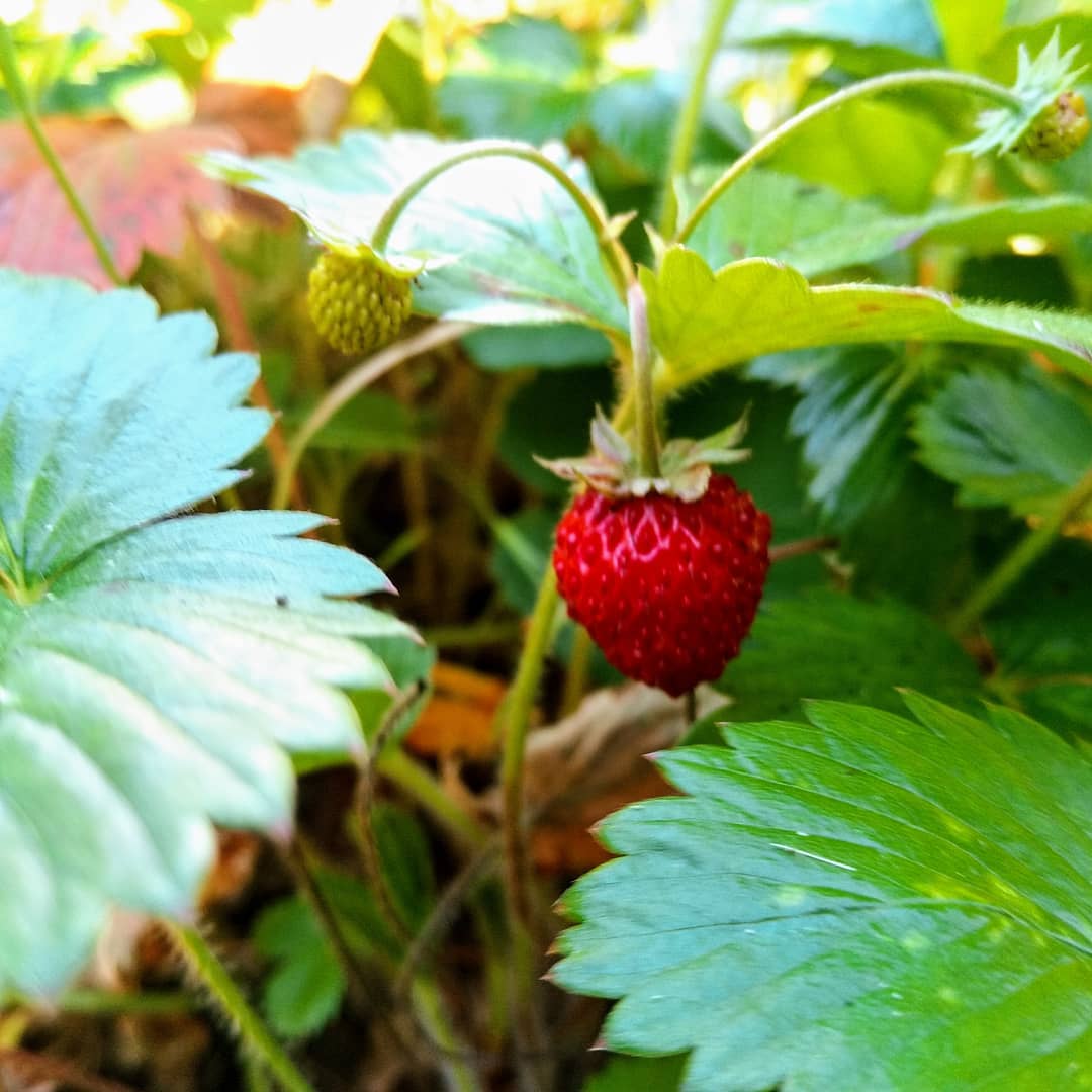 Fraises des bois en chemin