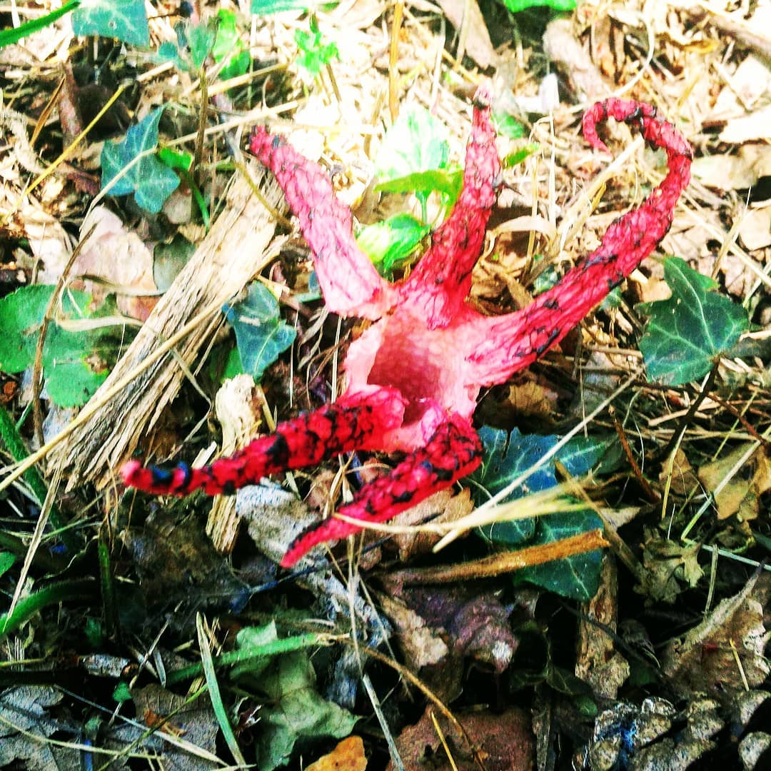 Croiser les doigts du diable