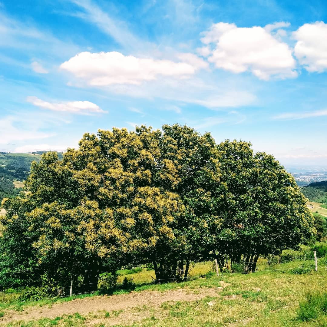 Fleurs de chataignes