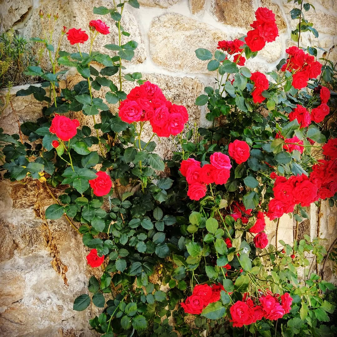 Quelques roses en Cance