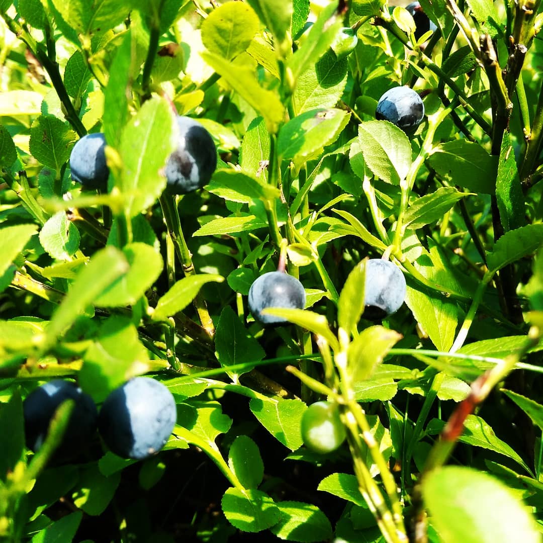 Myrtilles des montagnes
