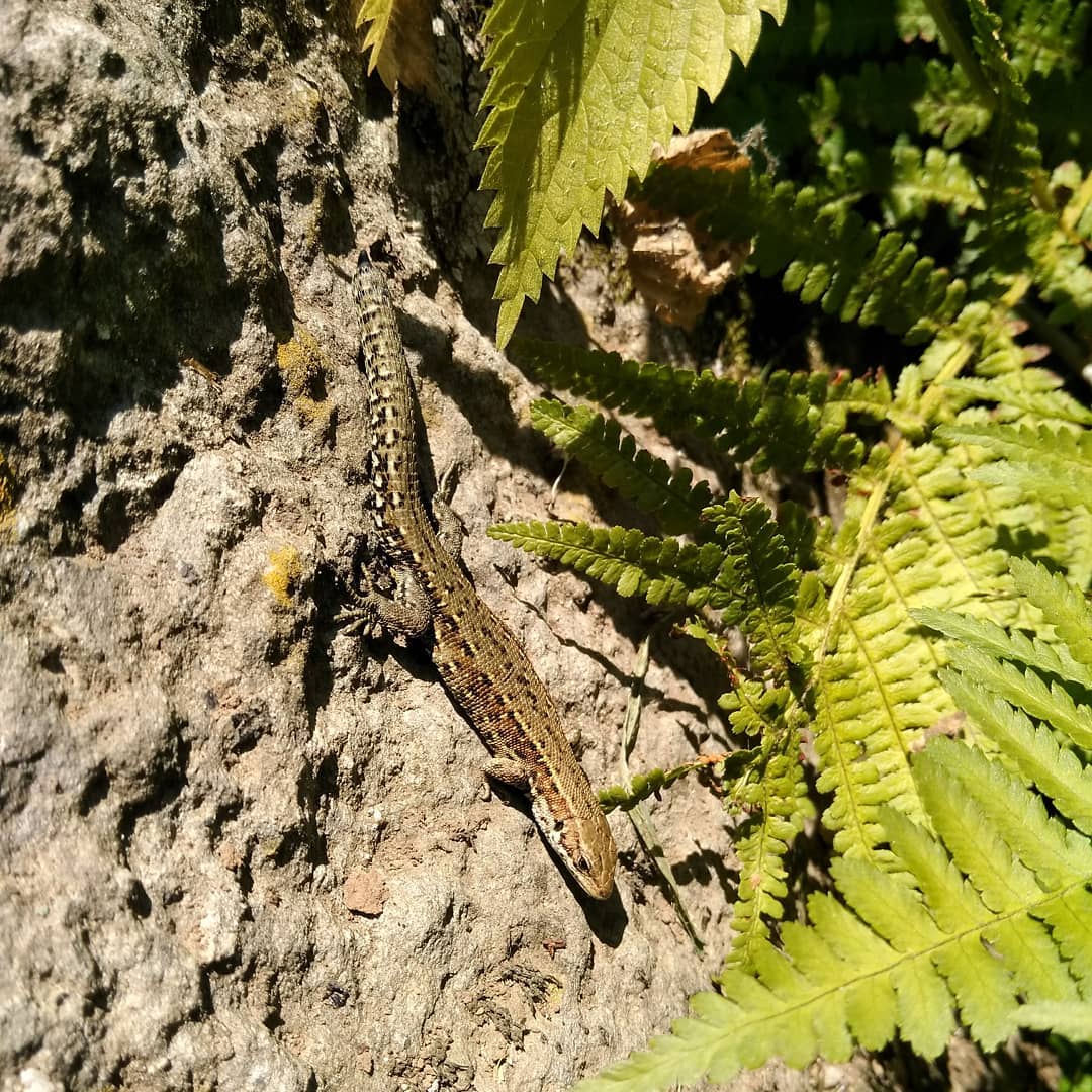Lézard des murailles