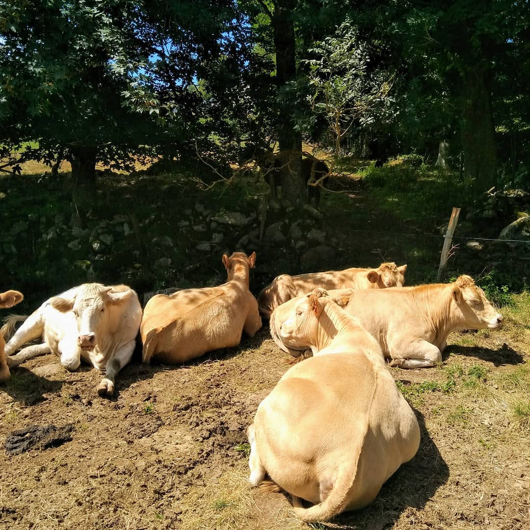 Les vaches et le cheval