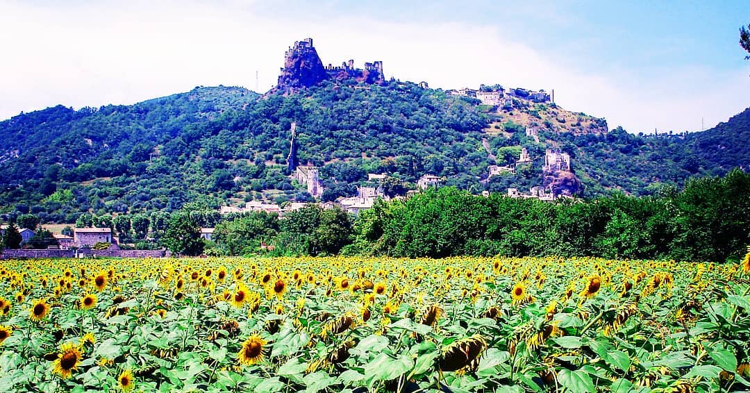 Les tournesols de Rochemaure
