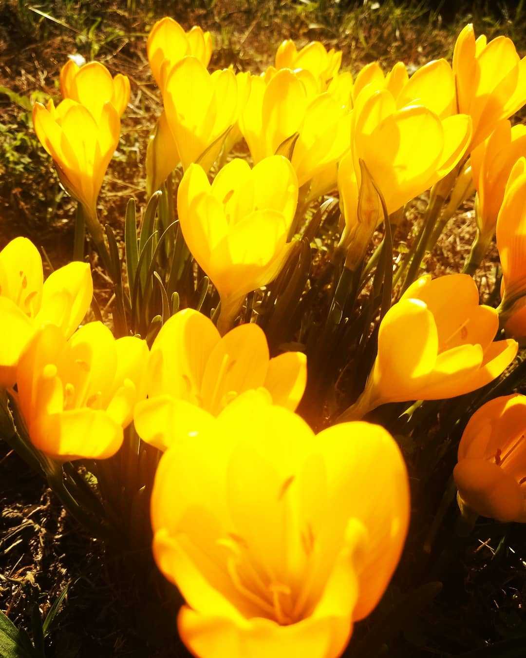 Crocus des neiges au bord du Rhône
