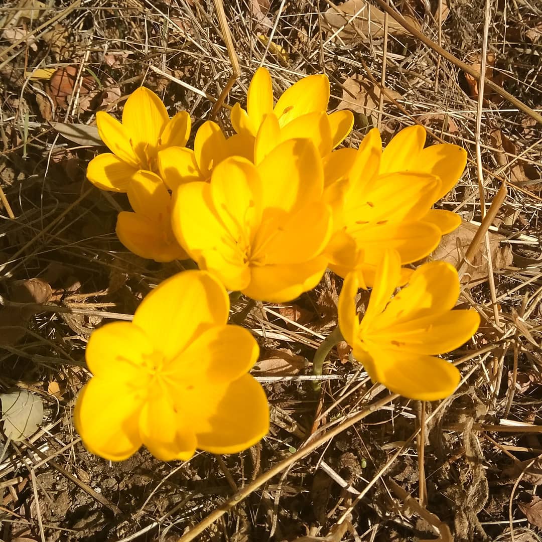 Crocus sur les franges de la Deûme