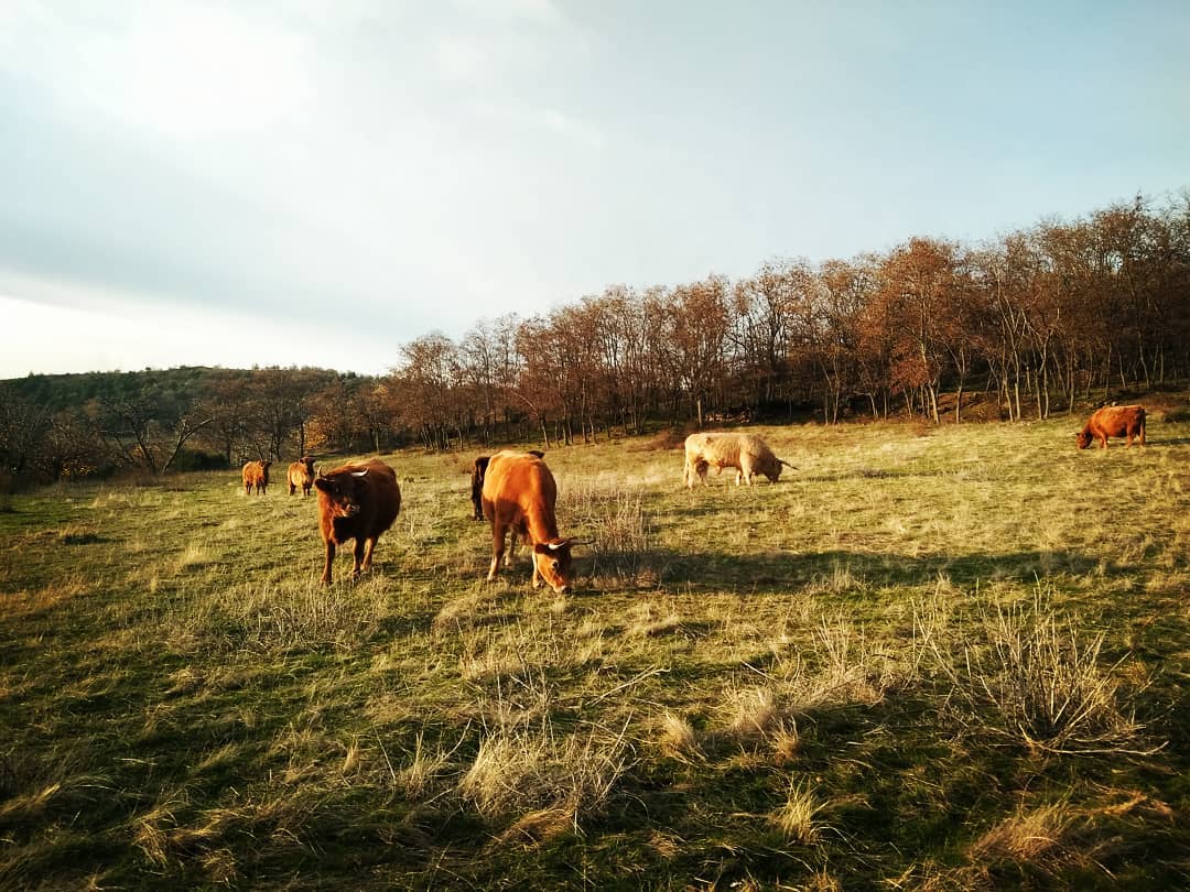 Entre Jersiaise et Highland