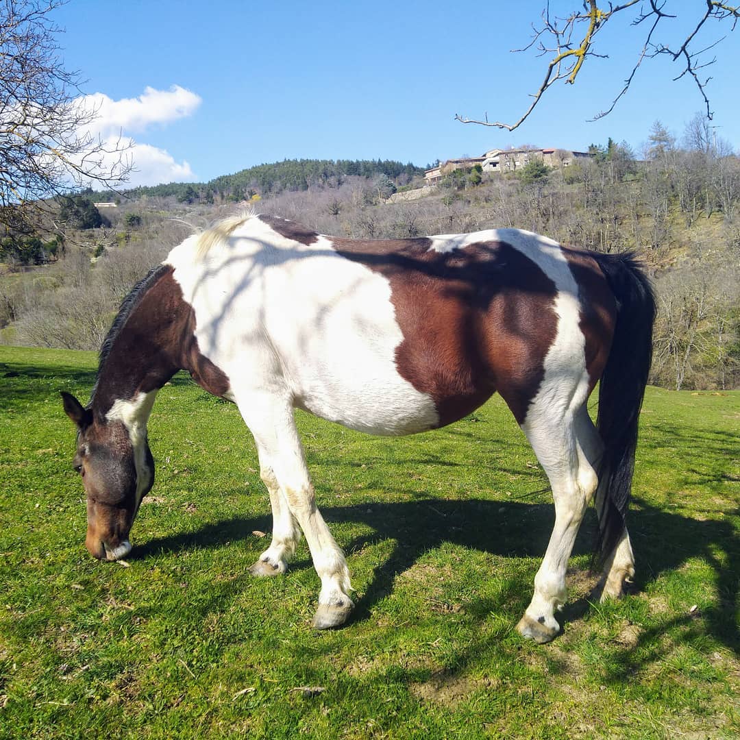 Cheval déguisé en vache