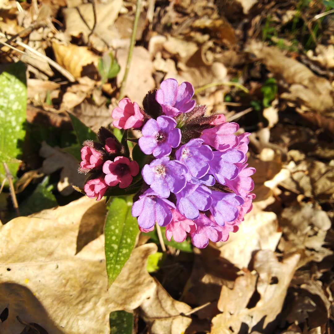 Pulmonaire de printemps