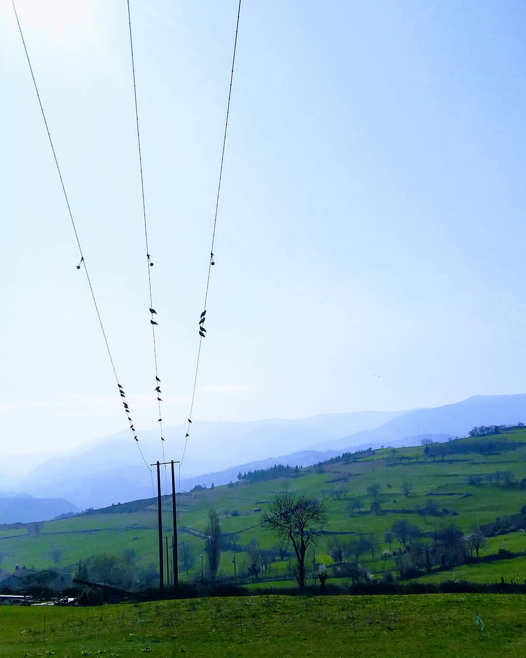 Pause solaire des pigeons