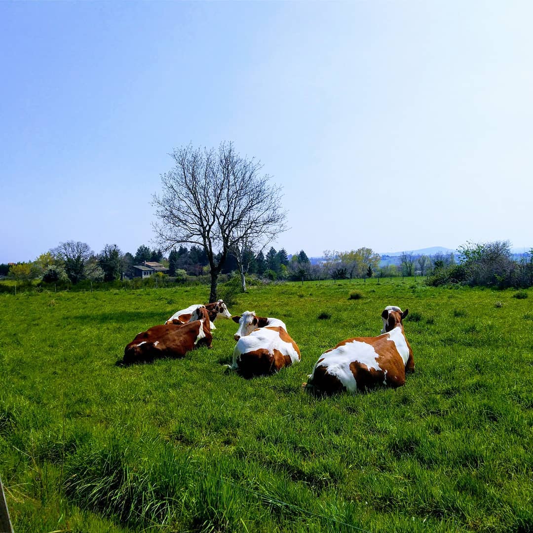 Quatre vaches et un pré