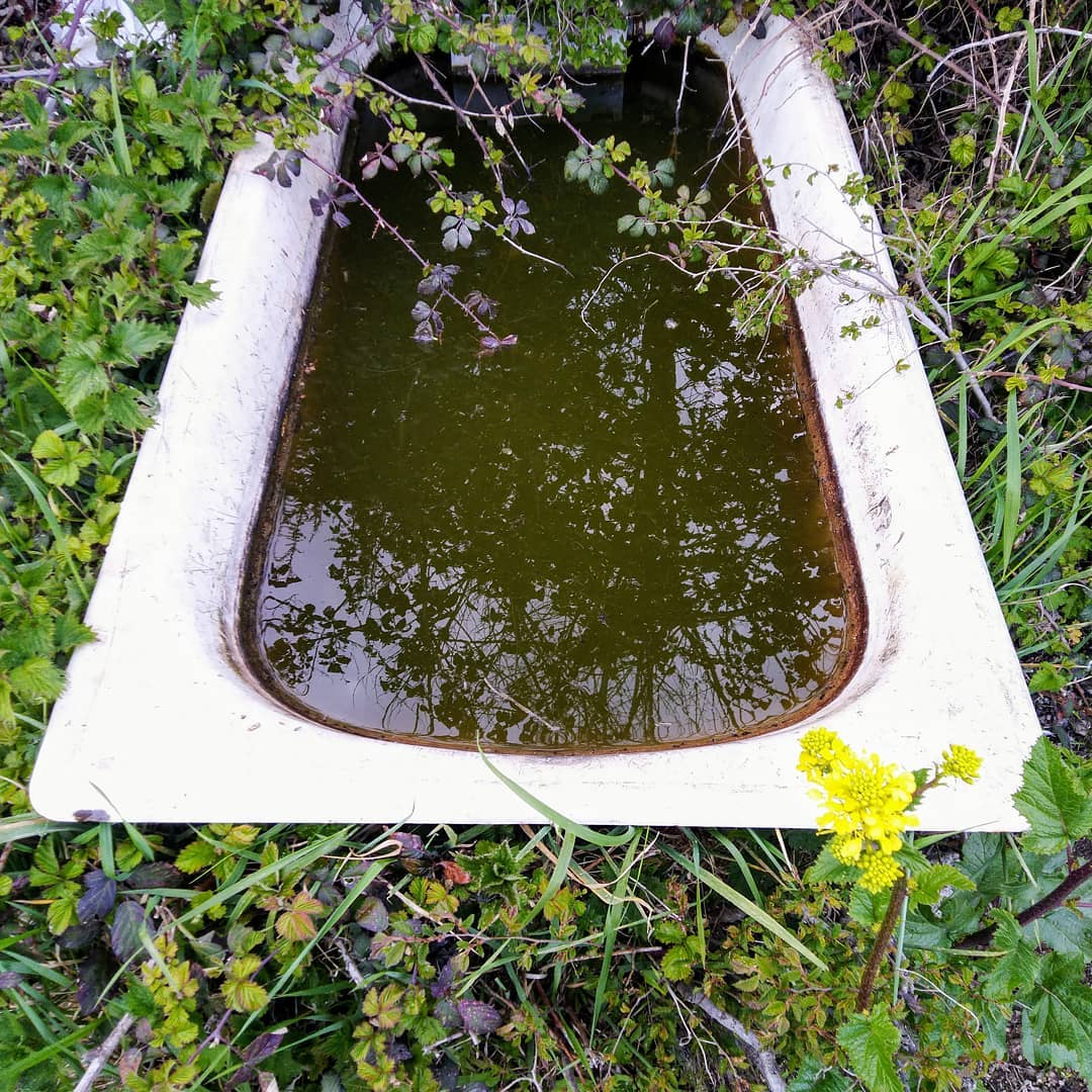Un bain en plein air ?