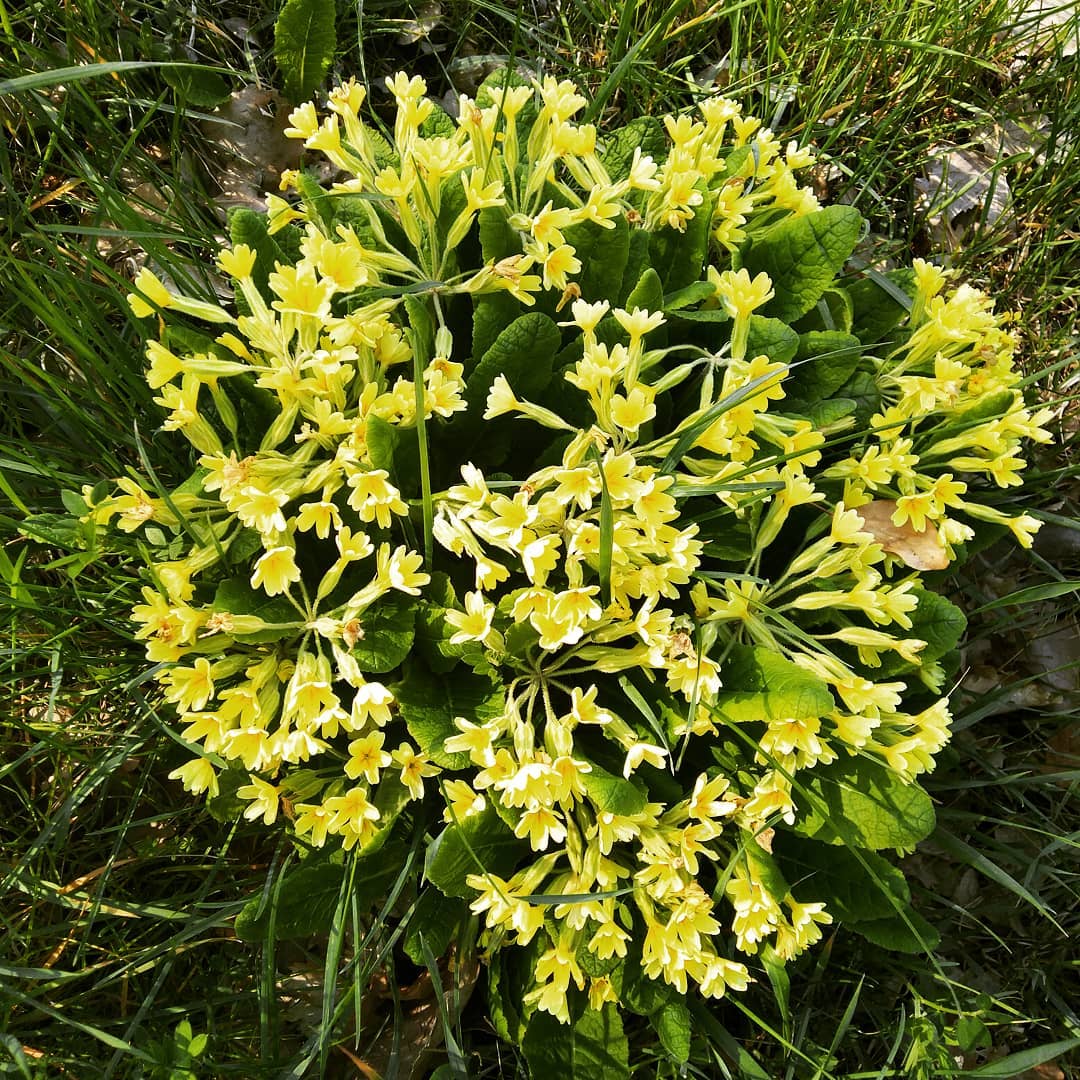 Feu d&rsquo;artifice floral