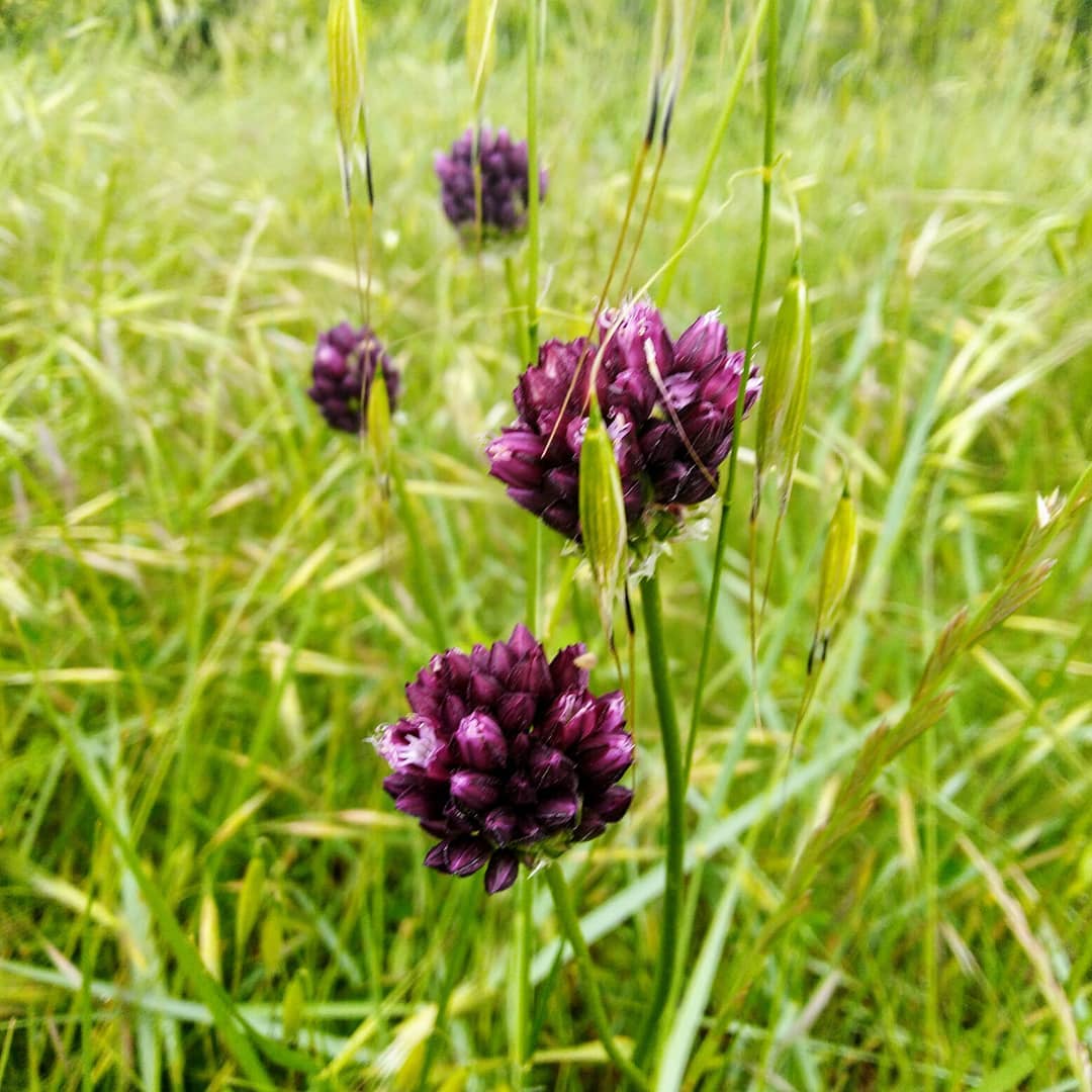 Ails ronds sauvages dans les prés