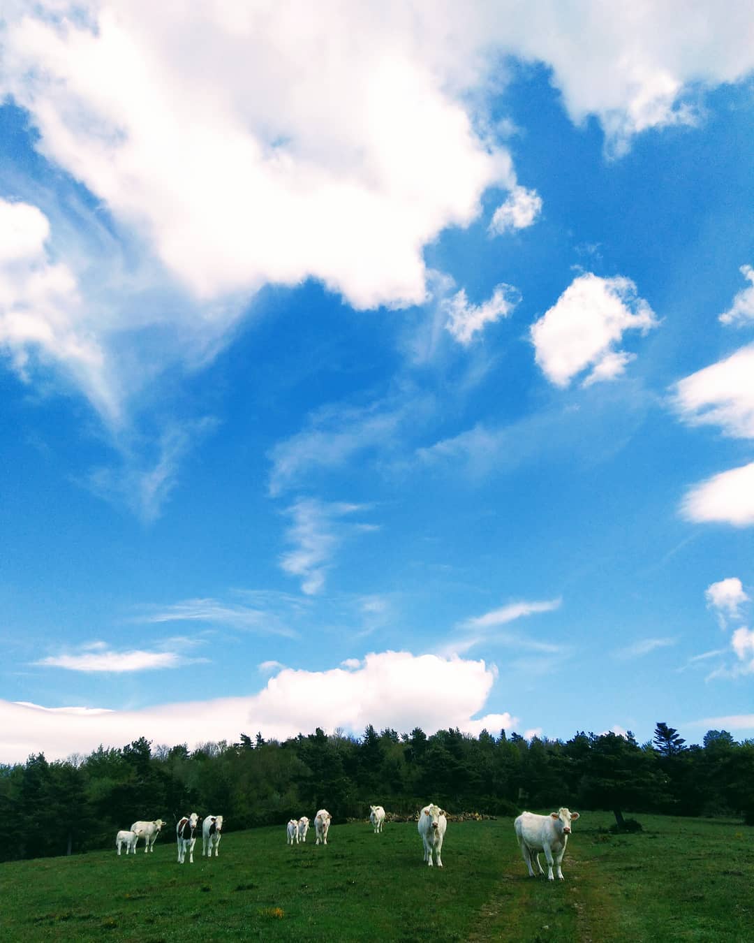 Les charolaises sont dans le pré