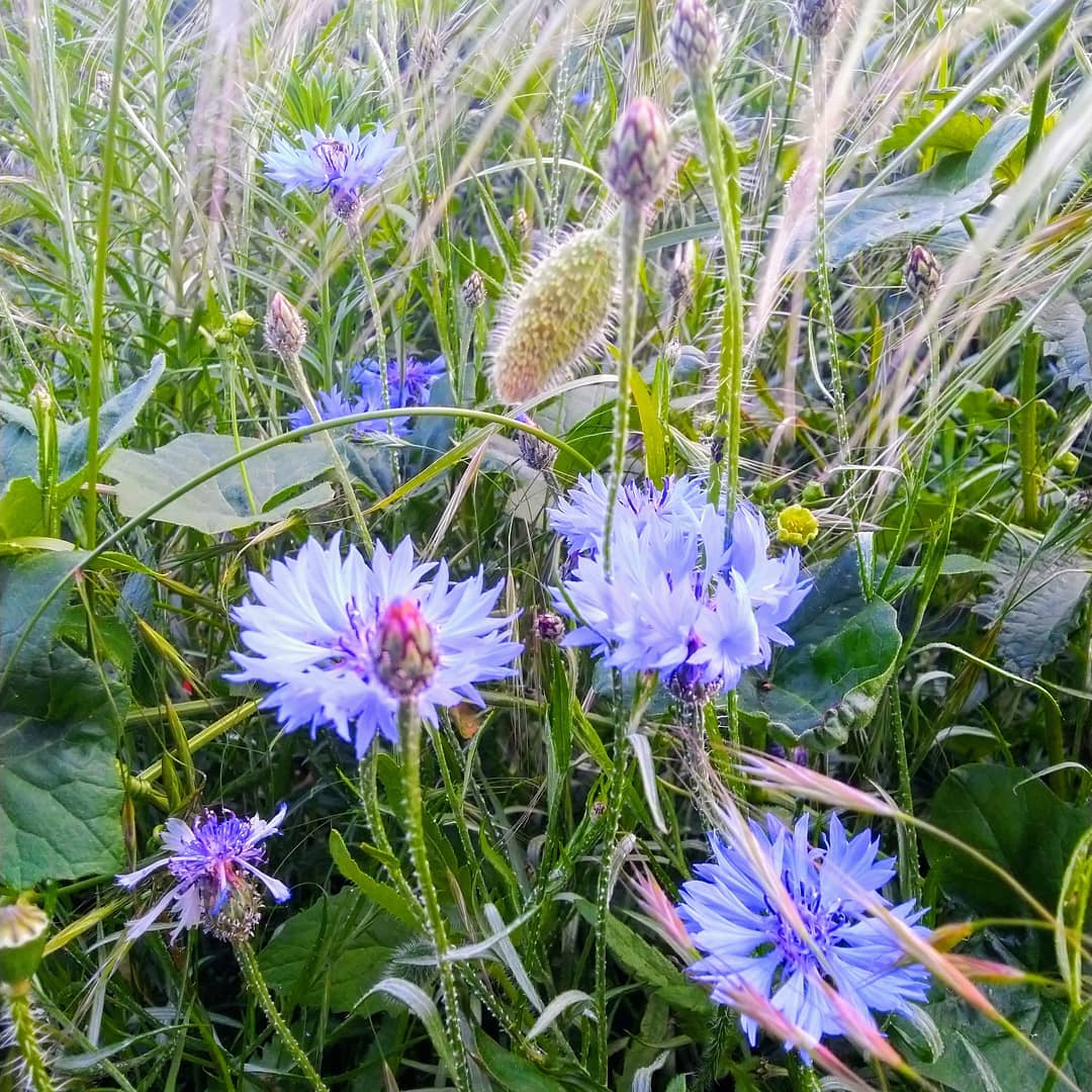 Bleuet et pré de blé