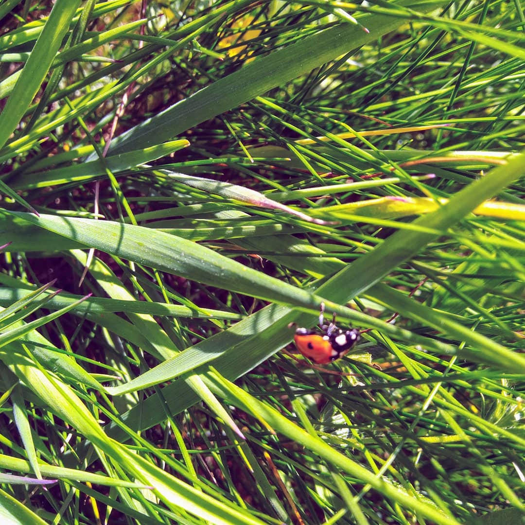 Coccinelle dans les herbes