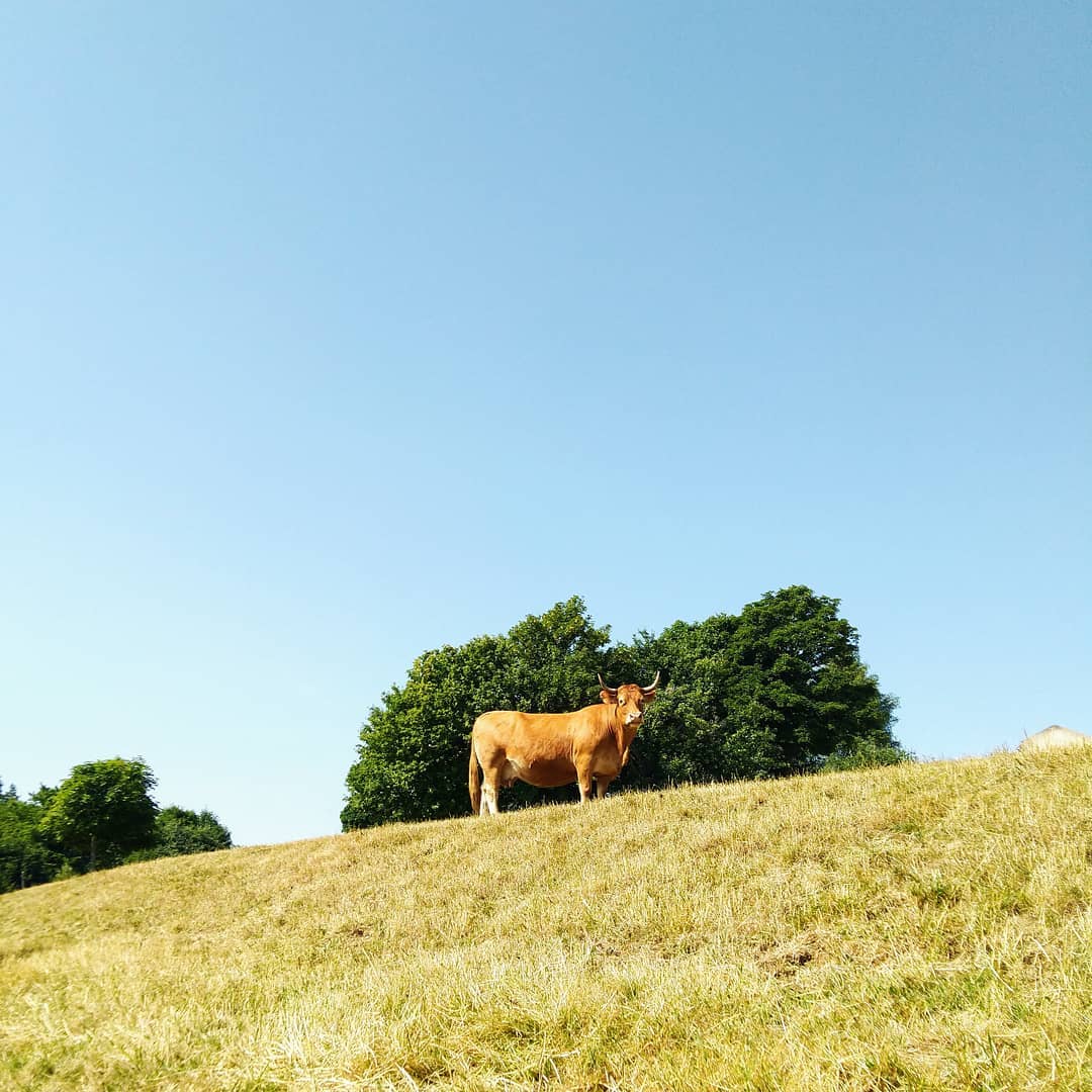 Une Limousine en Ardèche