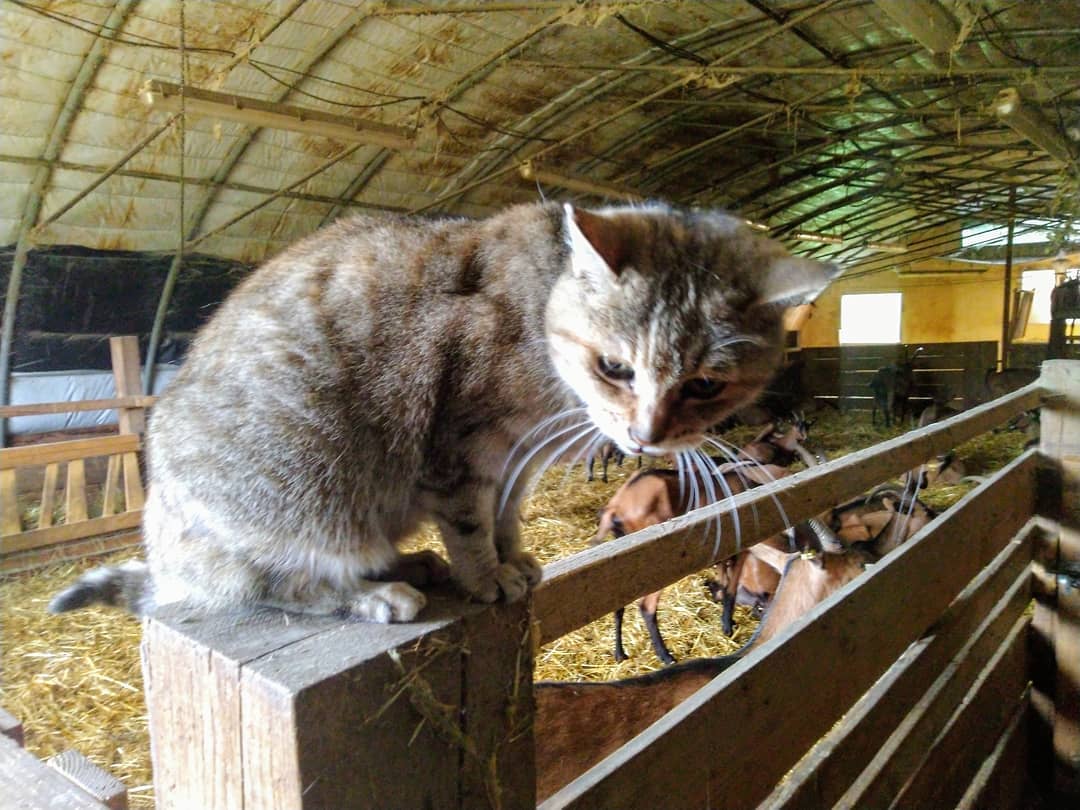 Chèvres et chatte de troupeau