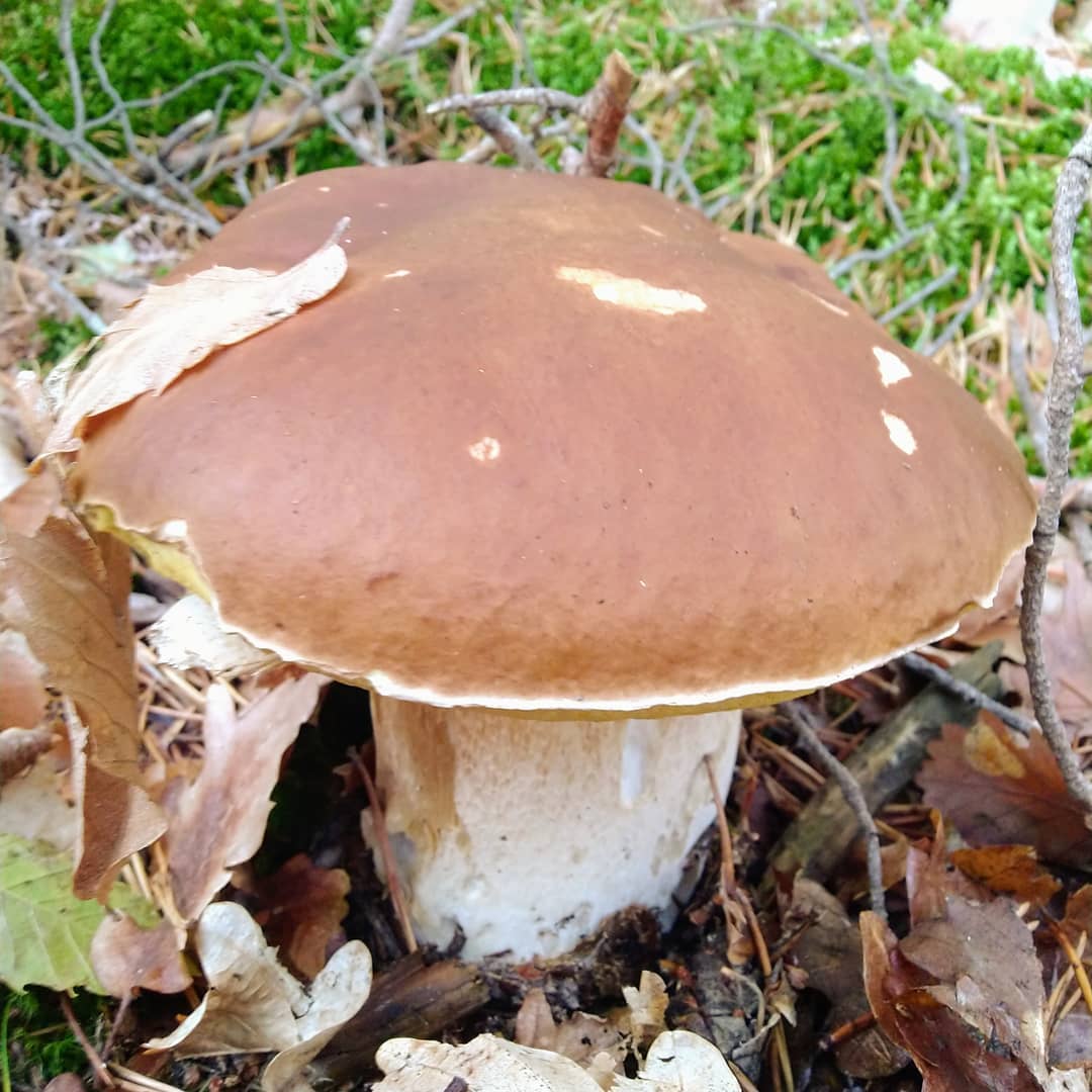 Un bordelais en Ardèche
