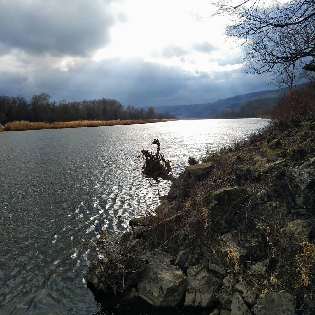 Cygne de bois à la Platière