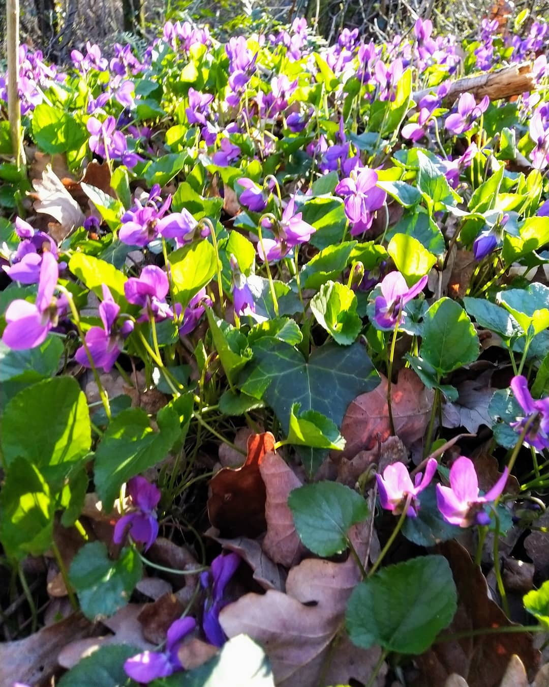 fleurs de violettes en lisière de forêt