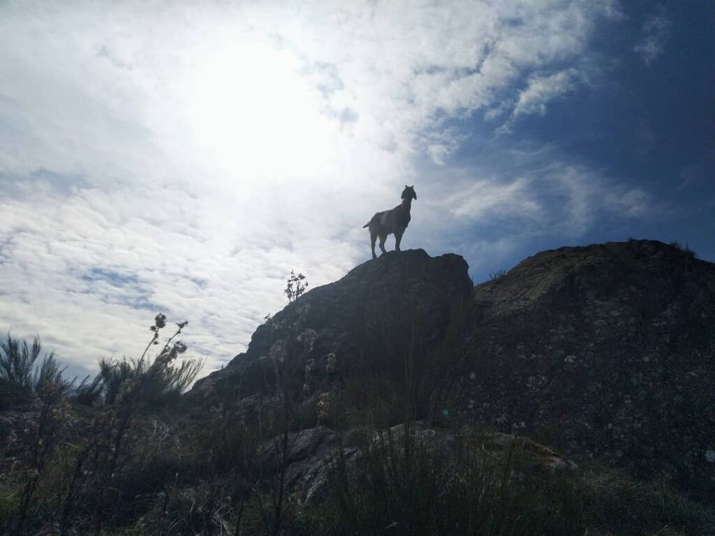 Une chèvre à la pointe d'un roche sur le somment de Saint-Marguerite en Ardèche sud

