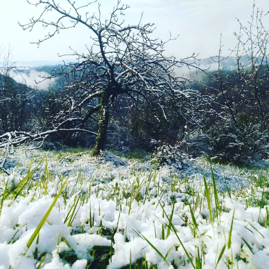 neige sur les prés, sur l'arbre sur fond de vallée de l'Ardèche