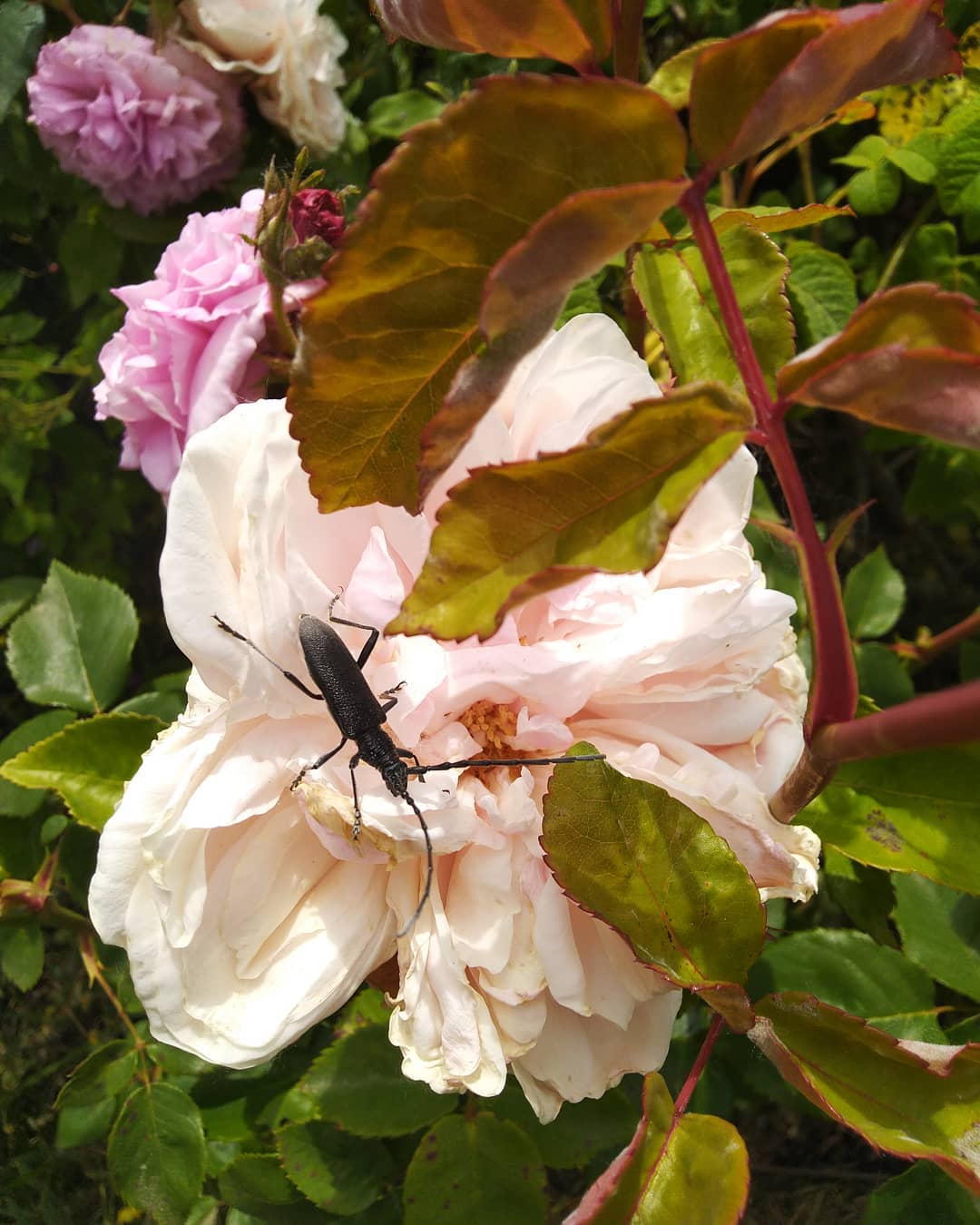 Le capricorne et la rose à Clastres